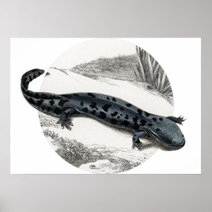 Hellbender Salamander Poster