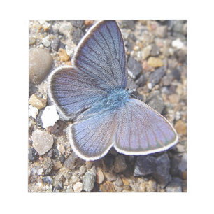 Hellblauer Schmetterling Notepad