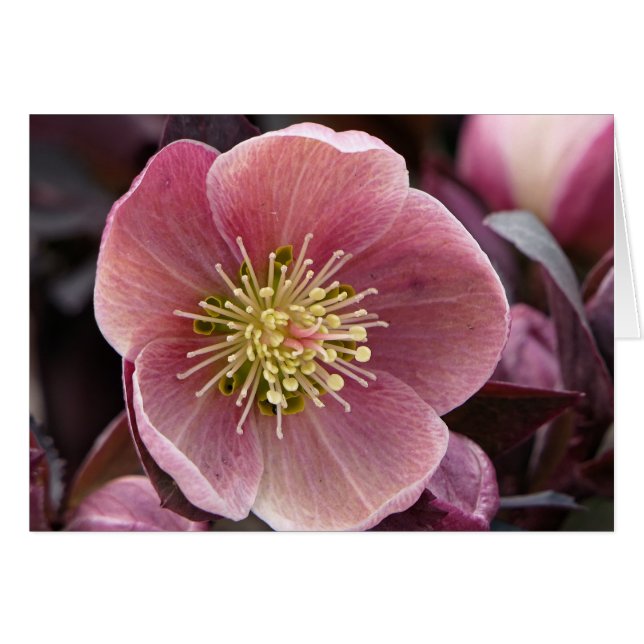 Hellebore (Front Horizontal)