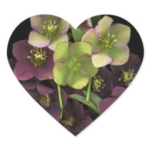 Hellebore Blossoms Botanical Heart Sticker