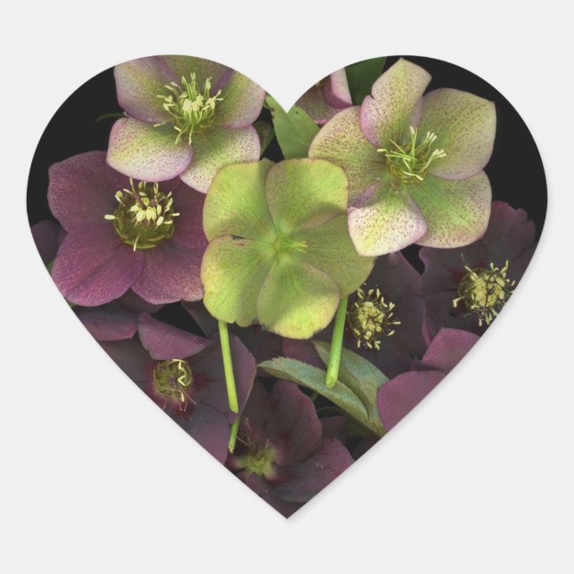 Hellebore Blossoms Botanical Heart Sticker (Front)