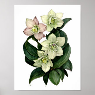 Hellebore botanical print