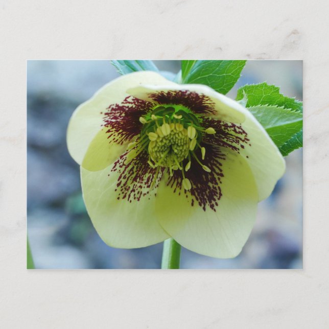 Hellebore Flower Postcard (Front)