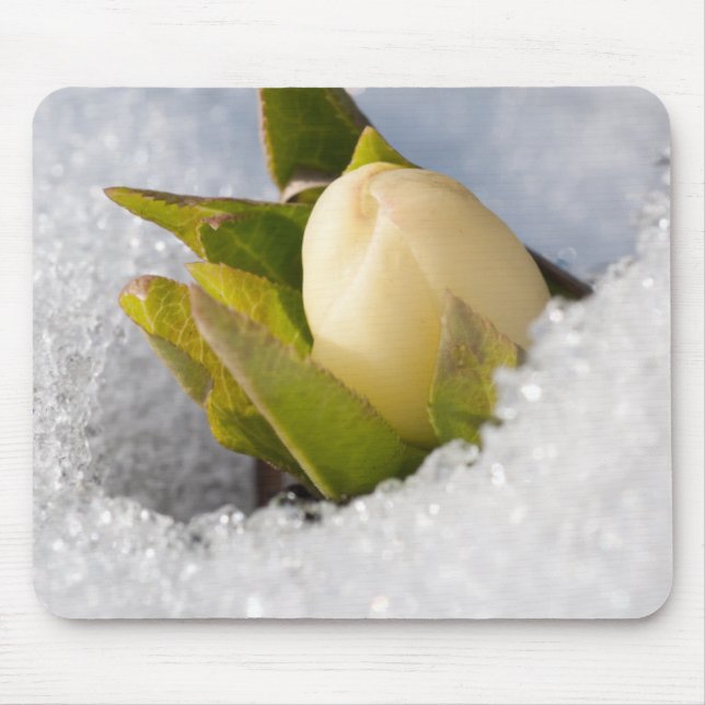 Hellebore growing through the snow, mouse pad (Front)