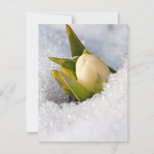 Hellebore growing through the snow, postcard
