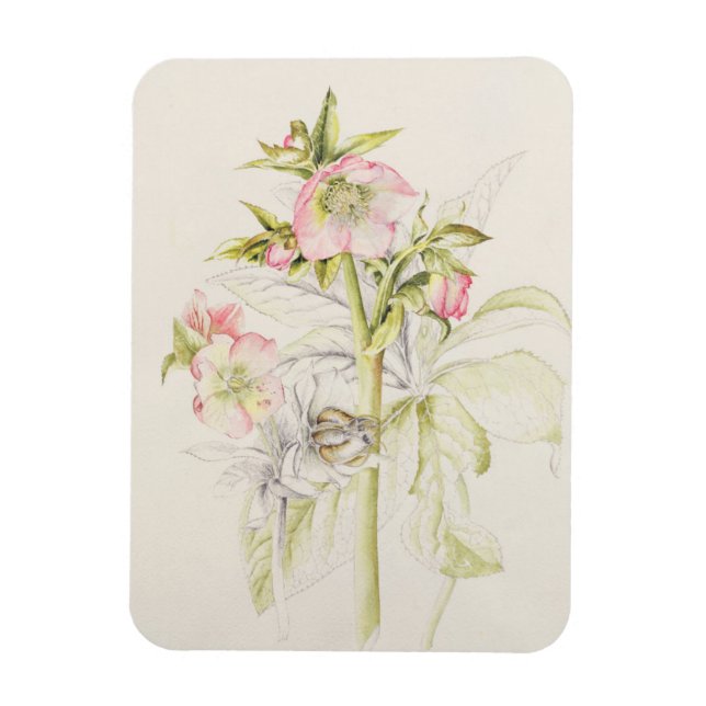 Hellebores Magnet (Vertical)