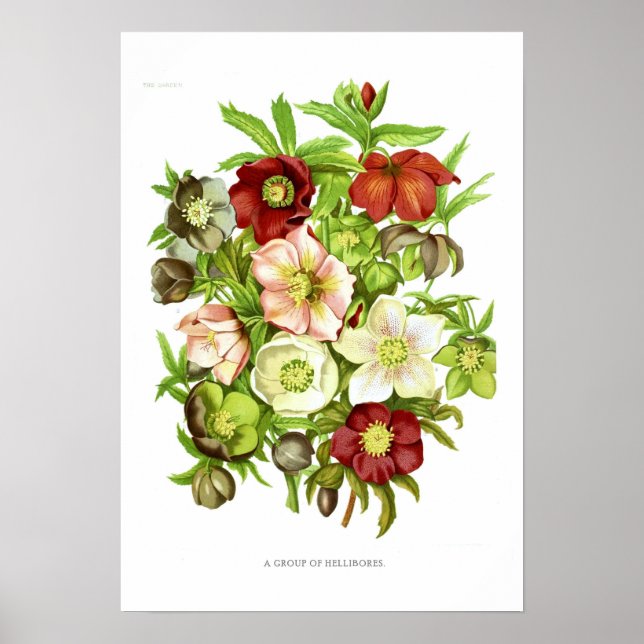 Hellebores Poster (Front)