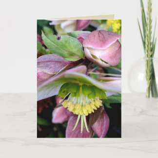 Helleborus Lividus Blank Greeting Card 1