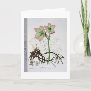 Helleborus Niger from 'Phytographie Medicale' by J Holiday Card