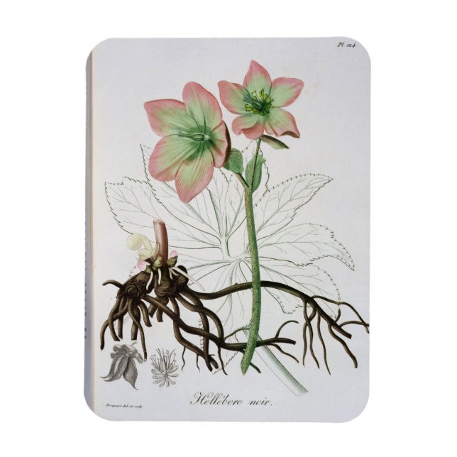 Helleborus Niger from 'Phytographie Medicale' by J Magnet (Vertical)