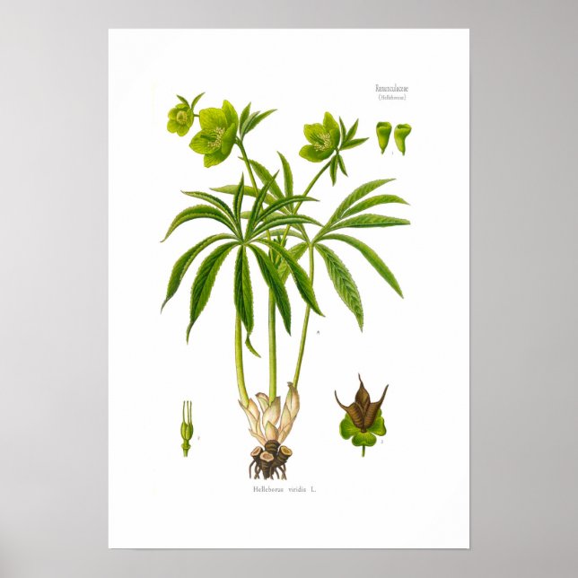 Helleborus viridis poster (Front)