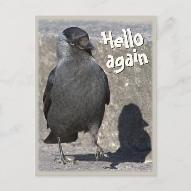 Hello again CC0518 Jackdaw Postcard (Front)