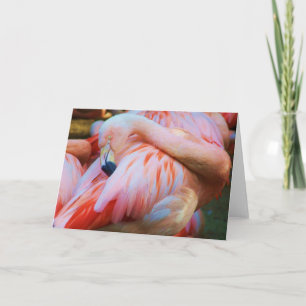 Hello/Any Occasion Card_ Card