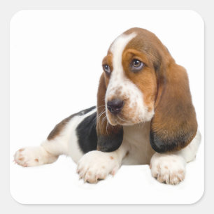 Hello Basset Hound Puppy Dog Sticker / Label