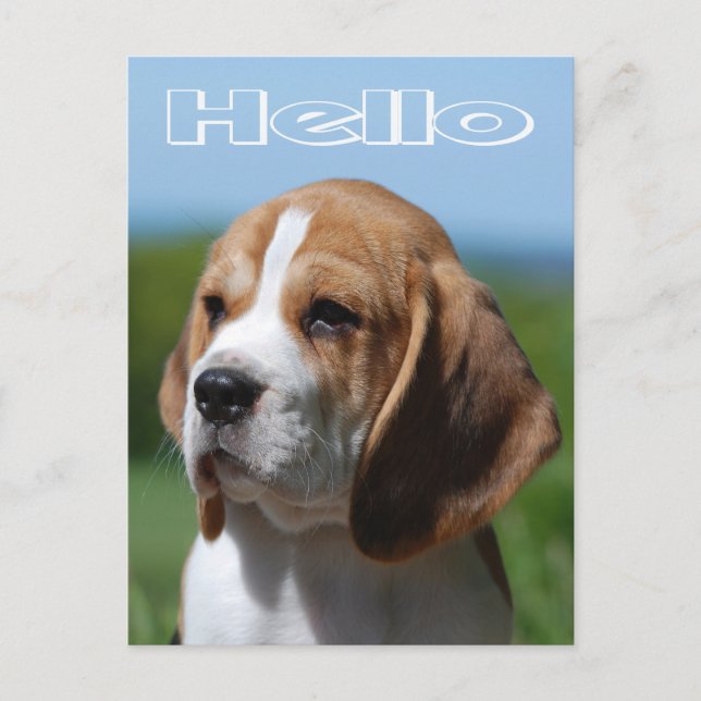 Hello Beagle Puppy Dog Greeting Post Card (Front)