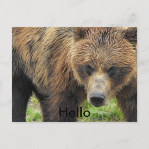 Hello bear postcard