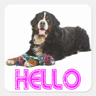 Hello Bernese Mountain Puppy Dog Sticker / Seal