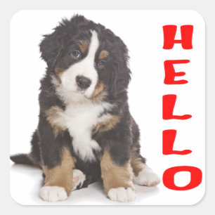 Hello Bernese Mountain Puppy Dog Sticker / Seal