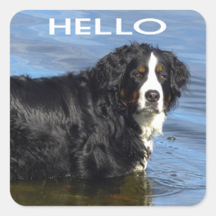 Hello Bernese Mountain Puppy Dog Sticker / Seal