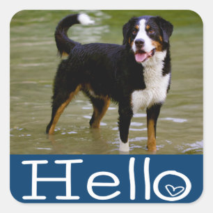 Hello Bernese Mountain Puppy Dog Sticker / Seal