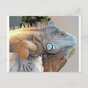 Hello Big Boy Postcard