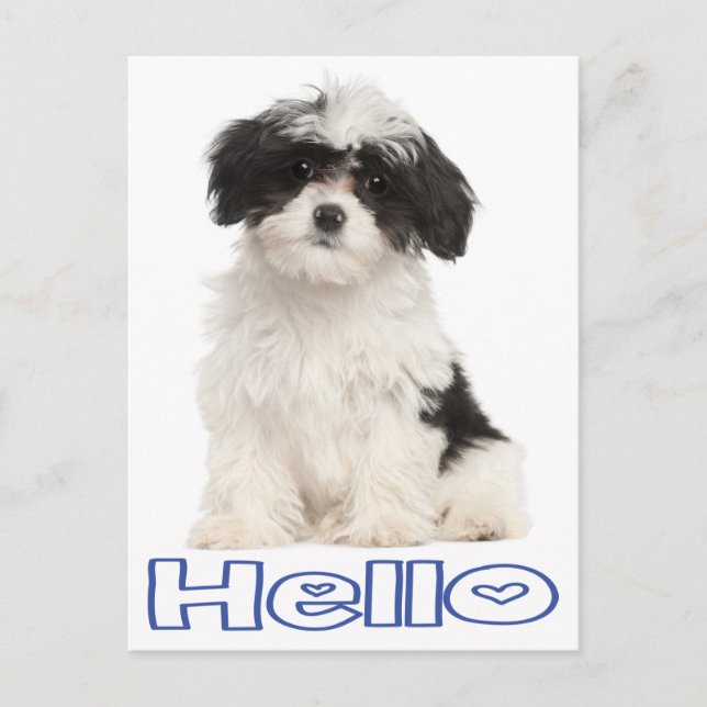 Hello Black And White Havanese Puppy Dog Postcard (Front)