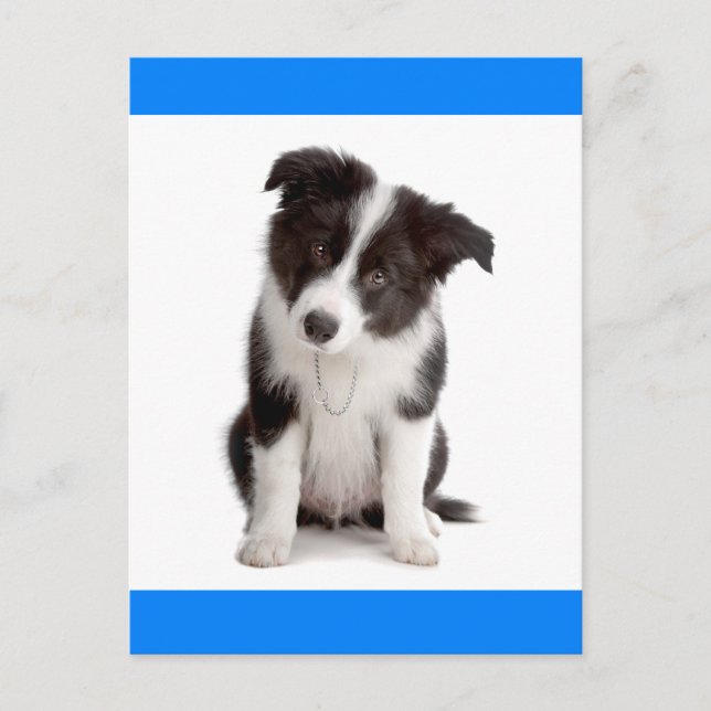 Hello Border Collie Puppy Dog Greeting Post Card (Front)