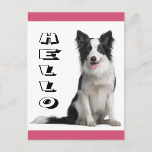 Hello Border Collie Puppy Dog Post Card