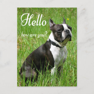 Hello Boston Terrier Puppy Dog Thinking of You Postcard