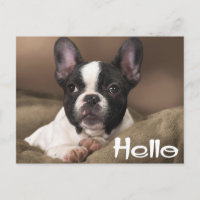 Hello Boston Terrier Puppy Dog Thinking of You
