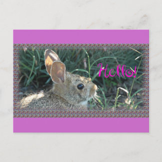 Hello Bunny Postcard