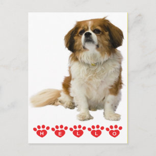 Hello Cavalier King Charles Puppy Dog Pink Postcard