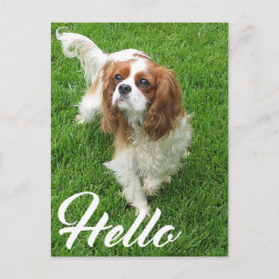 Hello Cavalier King Charles Spaniel Puppy Dog Postcard