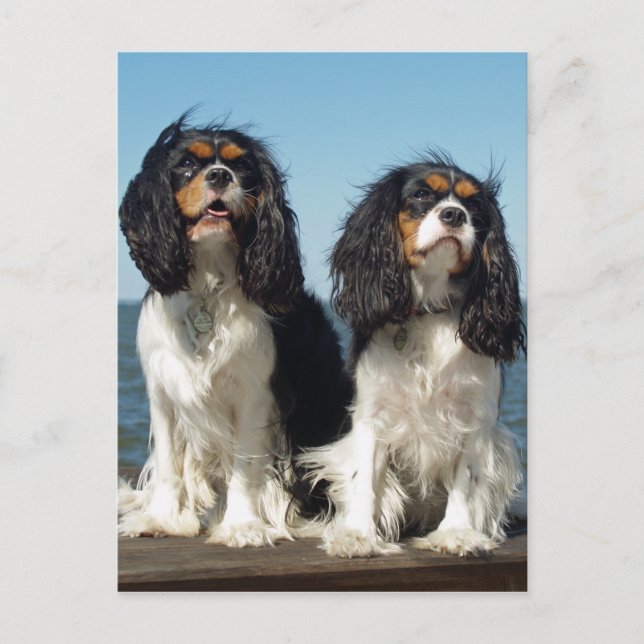 Hello Cavalier King Charles Spaniel Puppy Dog Postcard (Front)