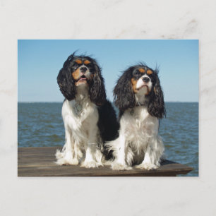 Hello Cavalier King Charles Spaniel Puppy Dog Postcard