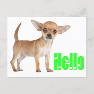 Hello Chihuahua Puppy Dog Post Card