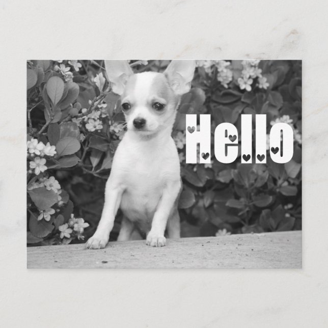 Hello Chihuahua Puppy Dog Post Card (Front)