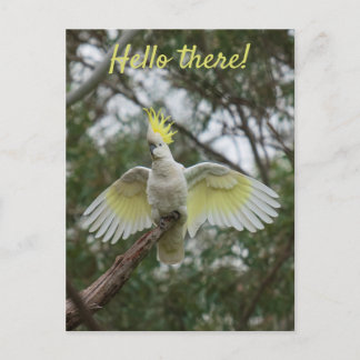 Hello! Cockatoo Parrot Bird Open Wings Personalise Postcard