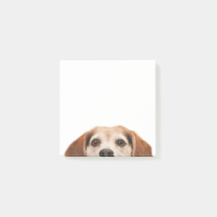 Hello Cute Funny Beagle Dog Modern Trendy Post-it Notes
