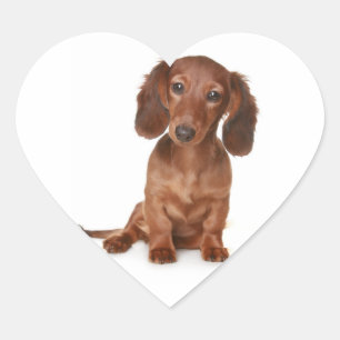 Hello Dachshund Puppy Dog Sticker / Label