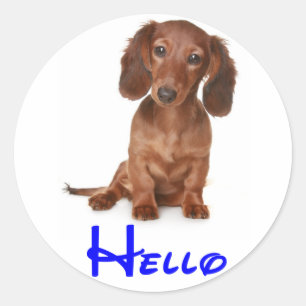 Hello Dachshund Puppy Dog Sticker / Label