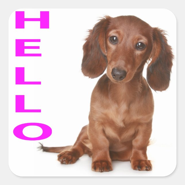 Hello Dachshund Puppy Dog Sticker / Label (Front)