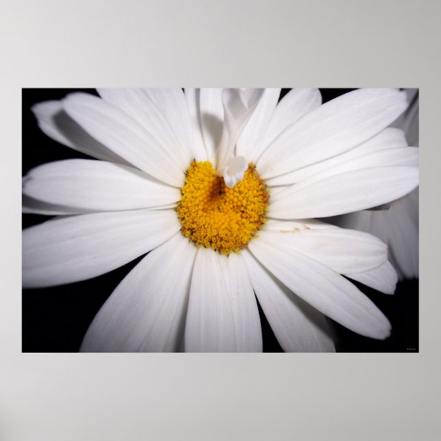 Hello Daisy Poster (Front)