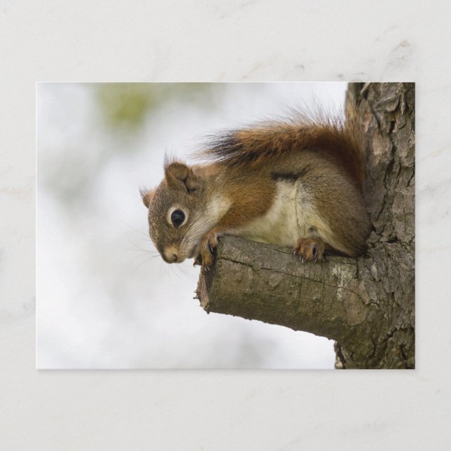 Hello Down There Postcard (Front)