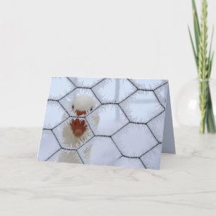 Hello! Duck behind frosted fence secular Christmas Card