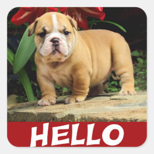 Hello English Bulldog Puppy Dog Love Sticker