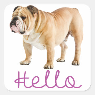 Hello English Bulldog Puppy Dog Purple Sticker
