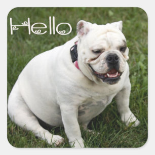 Hello English Bulldog Puppy Dog Sticker / Label