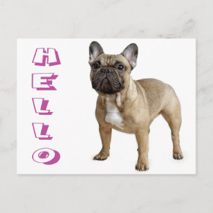 Hello French Bulldog Puppy Dog Post Card