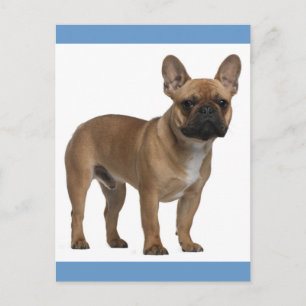 Hello French Bulldog Puppy Dog Post Card